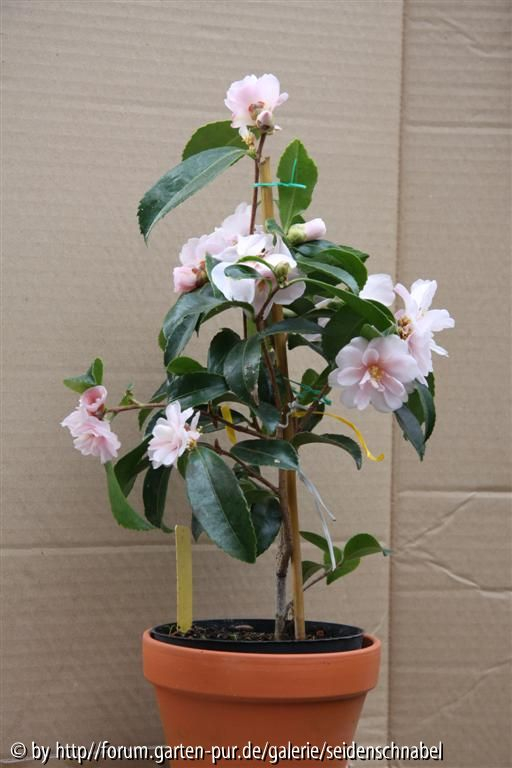 Winter_s Rose 04_12_2011