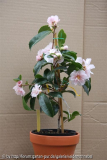 Winter_s Rose 04_12_2011
