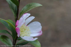 Sasanqua Variegata 04_12_2011
