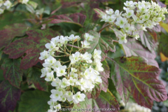 Hydrangea quercifolia 'Snowflake'