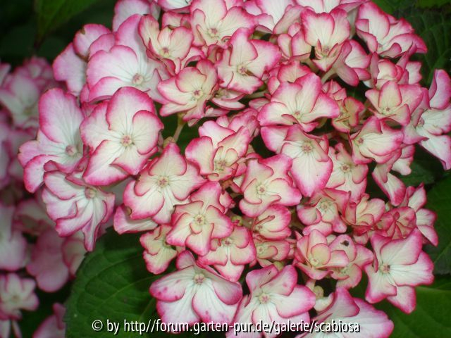 Hydrangea Einzelblüte