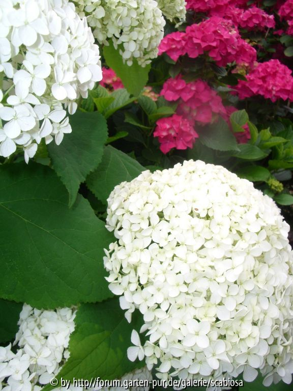 Hydrangea Blüten