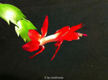 Schlumbergera runcata - rot