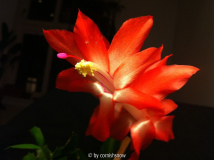 Schlumbergera runcata - orange I