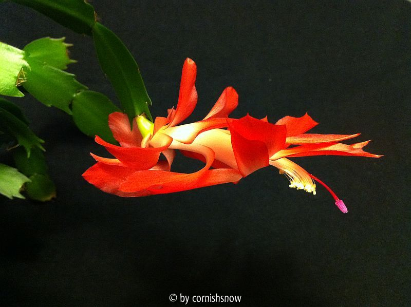 Schlumbergera runcata - orange II