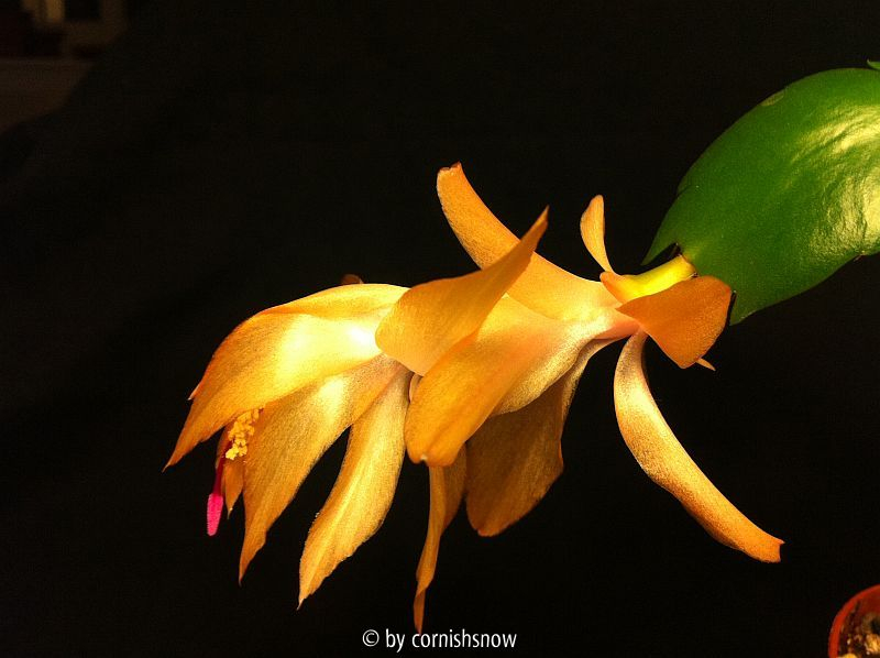 Schlumbergera runcata - gelb