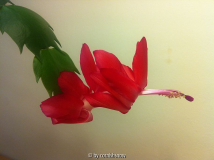 Schlumbergera truncata - rot I