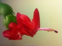 Schlumbergera truncata - rot II
