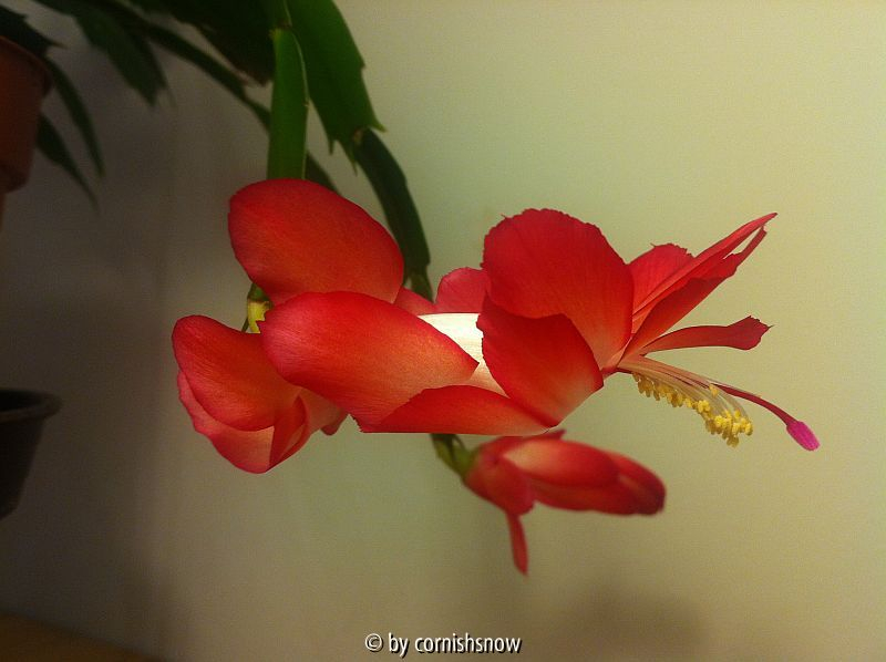 Schlumbergera truncata - rot-weiß I