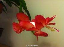 Schlumbergera truncata - rot-weiß I