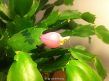 Schlumbergera - Frucht, ein Jahr alt.