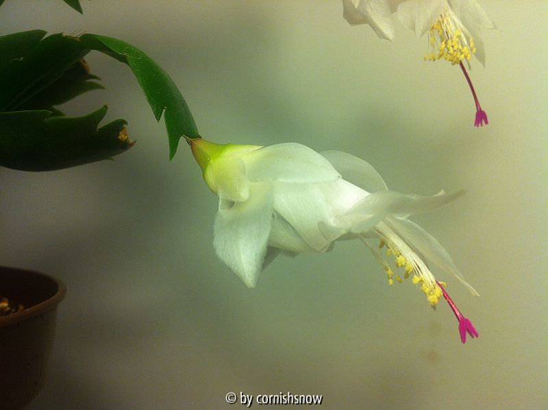 Schlumbergera truncata - weiß I