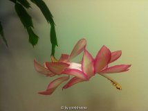 Schlumbergera Queen-Hybride - rot-weiß