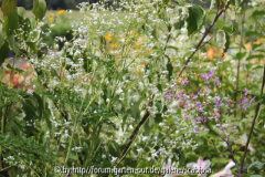 Thalictrum