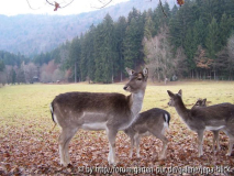 Damwildgruppe
