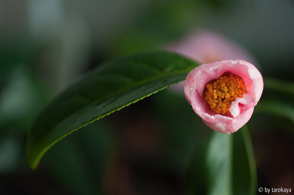C.grantahmiana pink