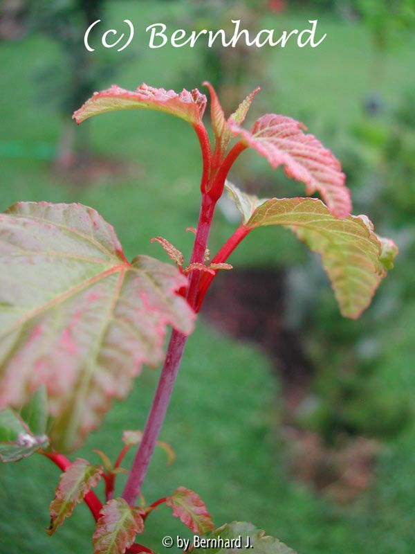 Acer davidii