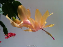 Limelight Dancer