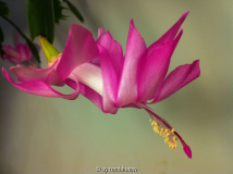 Schlumbergera - dunkelrosa - 16.12.2011