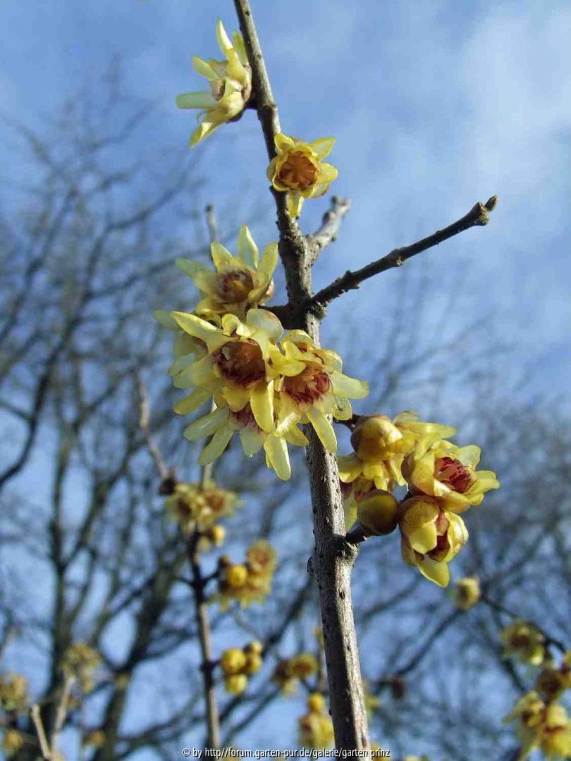 Chimonanthus praecox (2011/12)
