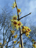Chimonanthus praecox (2011/12)