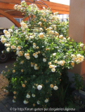 GdF 5-6-11.JPG