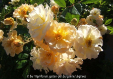 GdF5-6-11.JPG