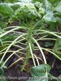 Rosenkohl.JPG