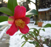 Puniceiflora 20.12.11