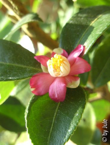 Puniceiflora 21.9.10