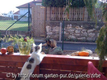 Blick von der Terrasse in Nachbars Garte