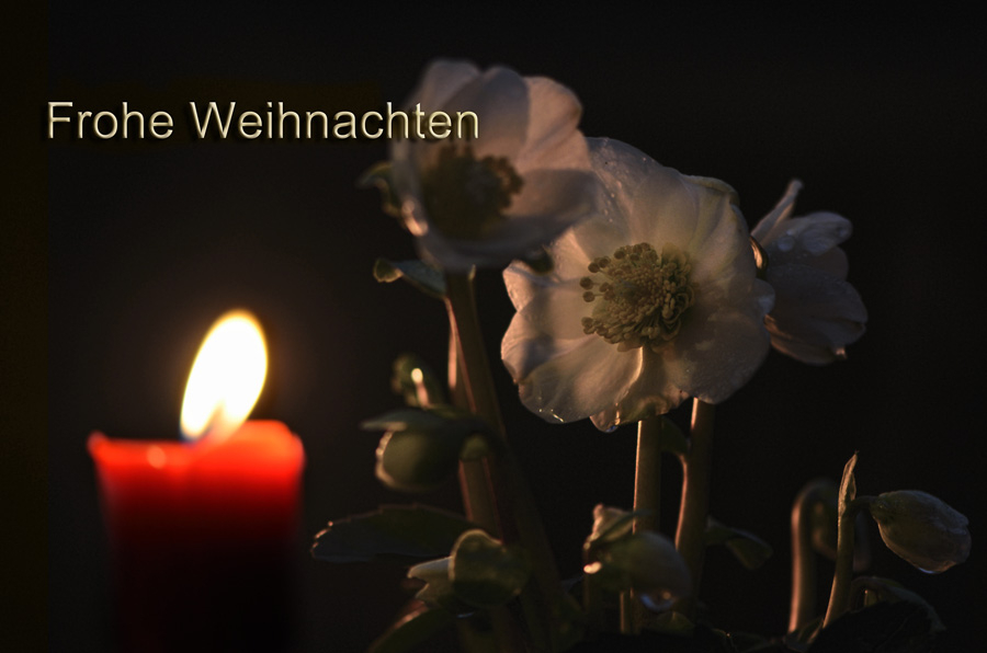 Frohe Weihnachten