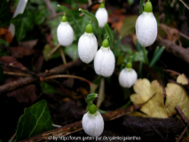 Galanthus plicatus 'Three Ships' on Christmas Day