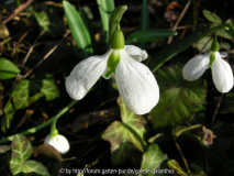 Galanthus plicatus 'Three Ships' 25.1.2009