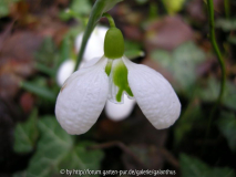 Galanthus plicatus 'Three Ships' 15.1.2008