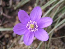 rosa-lila (?)