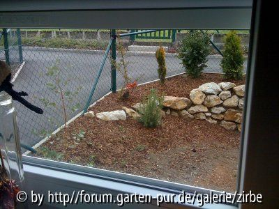 Amsel bei Feuerdorn