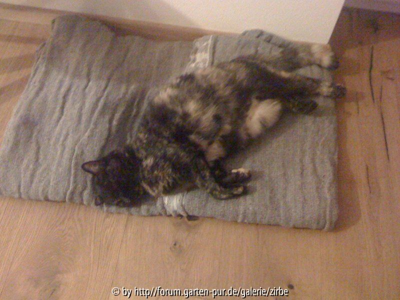 Die dicke Lilly