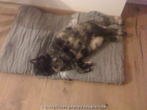 Die dicke Lilly