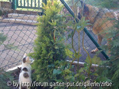 Cora und Gluso