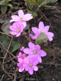 rosa