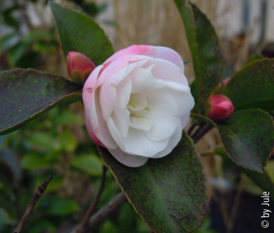 Cinnamon Cindy 26.12.
