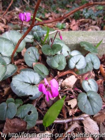 Cyclamen