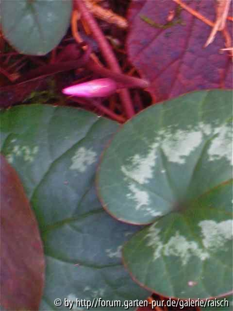 Cyclamen 1