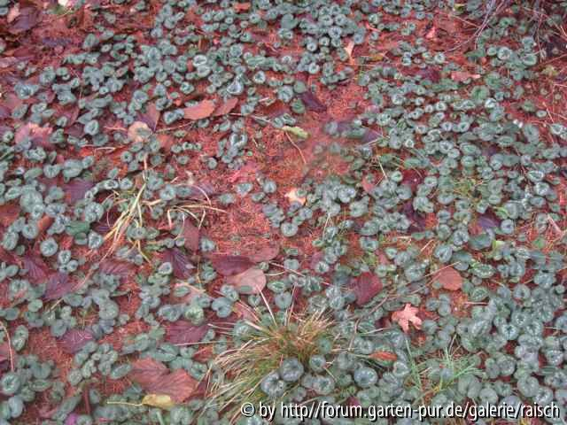 Cyclamen 2