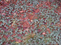 Cyclamen 2