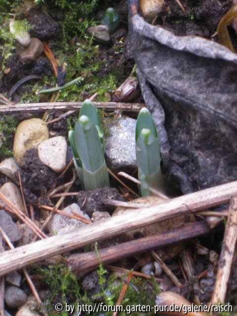 Galanthus 1