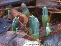 Galanthus 2