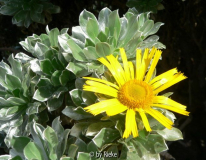 Asteriscus sericeus