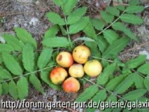 Sorbus